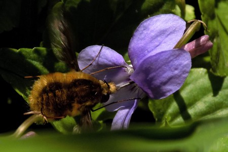 bombylius major